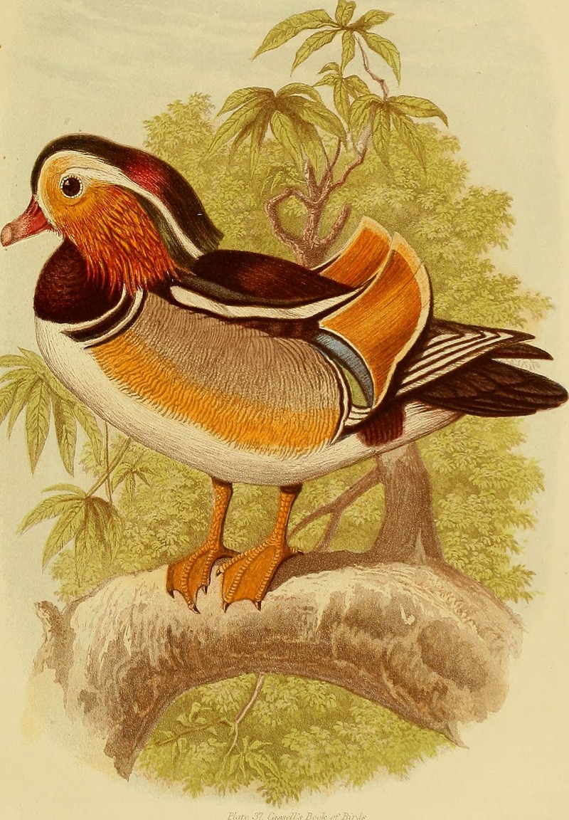 Cassell's book of birds (1875) (14747421994).jpg