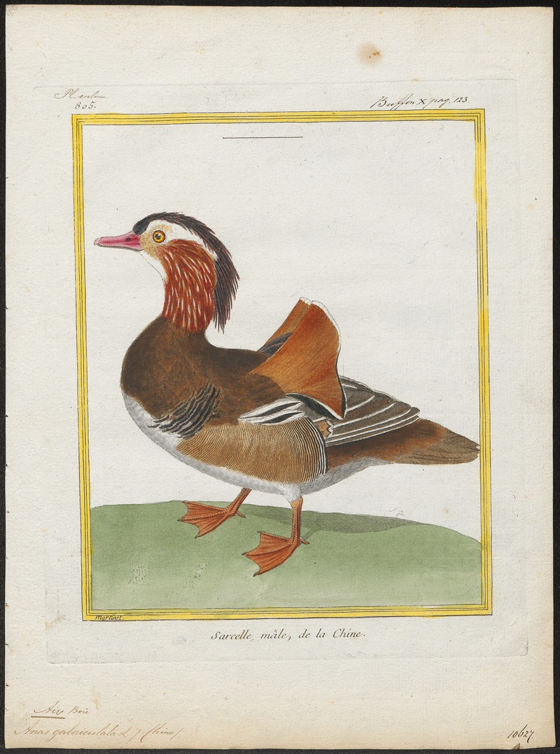 Aix galericulata - 1700-1880 - Print - Iconographia Zoologica - Special Collections University of Amsterdam - UBA01 IZ17600313.jpg