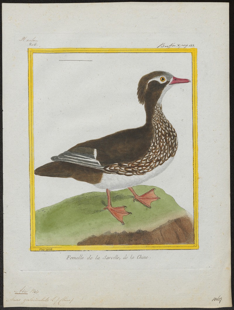 Aix galericulata - 1700-1880 - Print - Iconographia Zoologica - Special Collections University of Amsterdam - UBA01 IZ17600315.jpg
