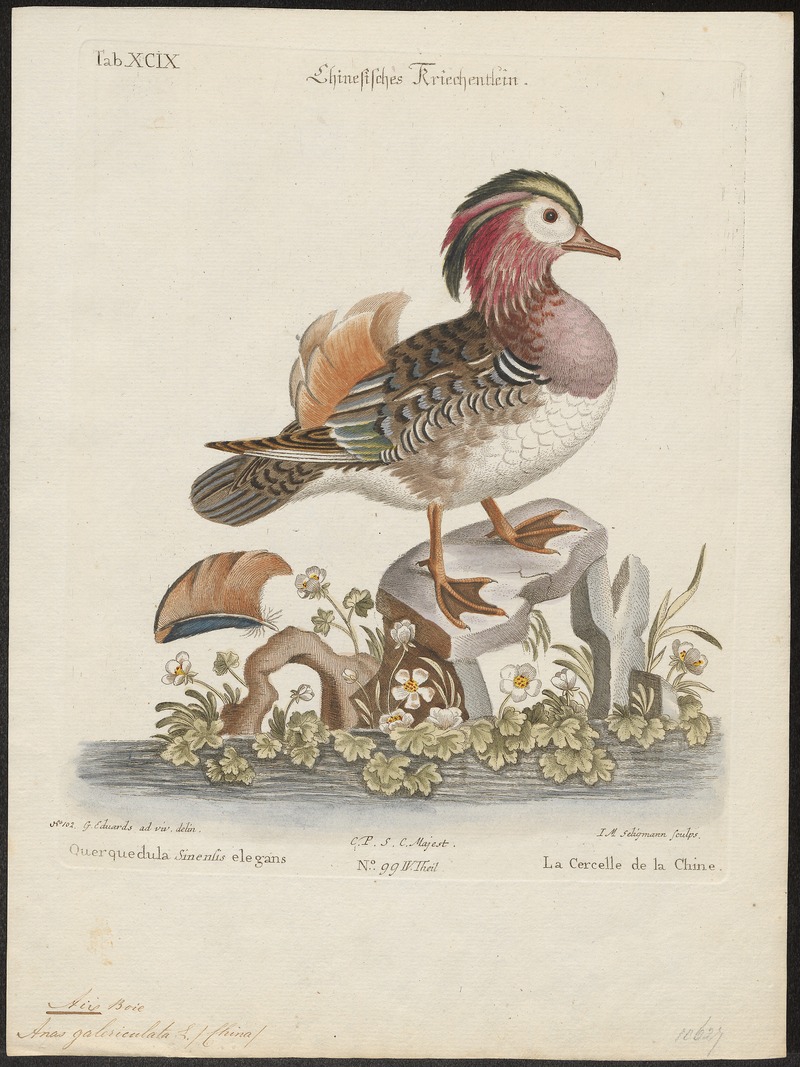 Aix galericulata - 1700-1880 - Print - Iconographia Zoologica - Special Collections University of Amsterdam - UBA01 IZ17600319.jpg