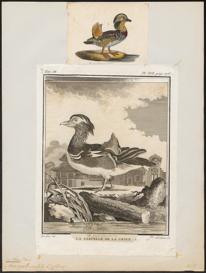 Aix galericulata - 1700-1880 - Print - Iconographia Zoologica - Special Collections University of Amsterdam - UBA01 IZ17600321.jpg