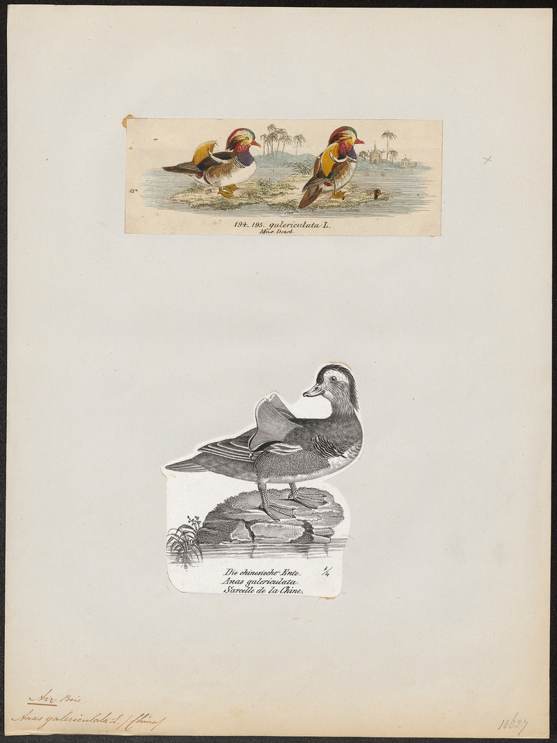 Aix galericulata - 1700-1880 - Print - Iconographia Zoologica - Special Collections University of Amsterdam - UBA01 IZ17600323.jpg