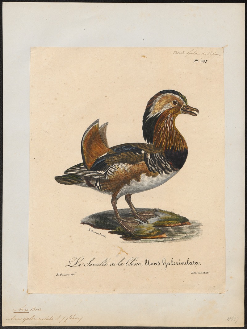 Aix galericulata - 1825-1834 - Print - Iconographia Zoologica - Special Collections University of Amsterdam - UBA01 IZ17600317.jpg