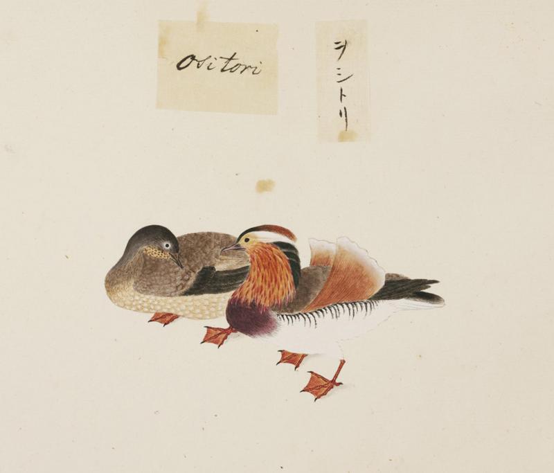 Naturalis Biodiversity Center - RMNH.ART.441 - Aix galericulata - Kawahara Keiga - 1823 - 1829 - Siebold Collection - pencil drawing - water colour.jpeg