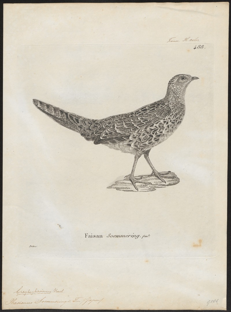 Phasianus soemmeringii - 1700-1880 - Print - Iconographia Zoologica - Special Collections University of Amsterdam - UBA01 IZ16900246.jpg