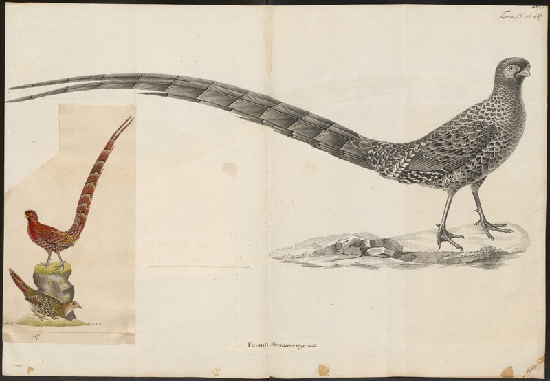 Phasianus soemmeringii - 1700-1880 - Print - Iconographia Zoologica - Special Collections University of Amsterdam - UBA01 IZ16900248.jpg
