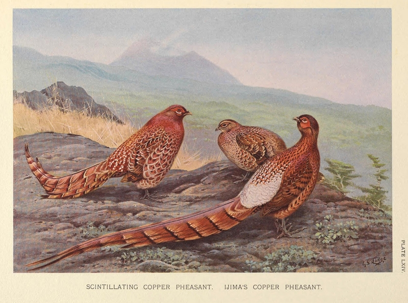 Scintillating and Ijima's Copper Pheasant by George Edward Lodge.png