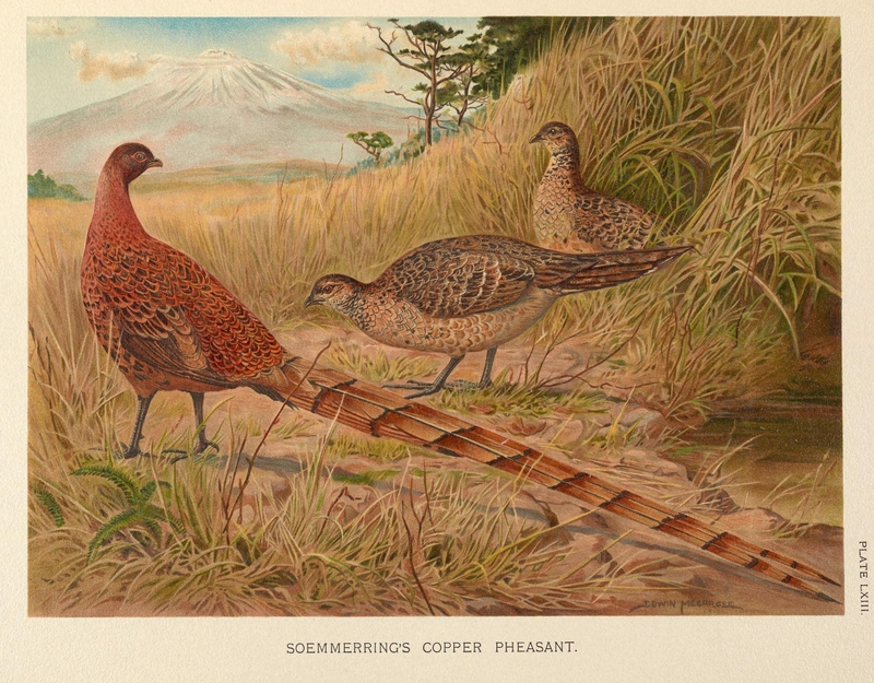 Soemmerring's Copper Pheasant by Edwin Megargee.png