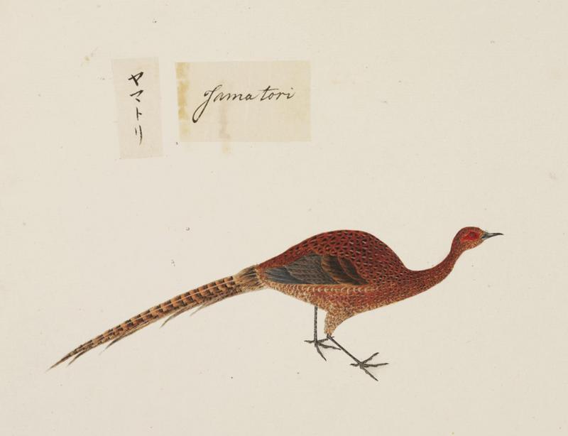 Naturalis Biodiversity Center - RMNH.ART.442 - Syrmaticus soemmerringii - Kawahara Keiga - 1823 - 1829 - Siebold Collection - pencil drawing - water colour.jpeg