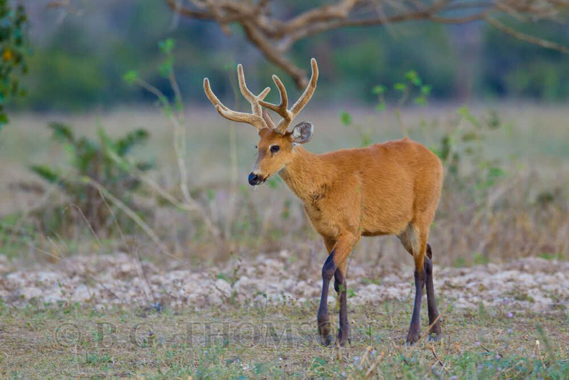 Marsh deer Pantanal Brazil.jpg