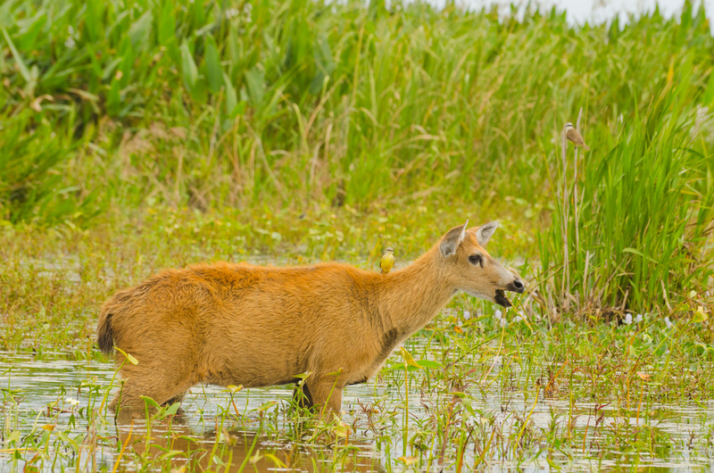 Female Marsh Deer Steros del Ibera.jpg