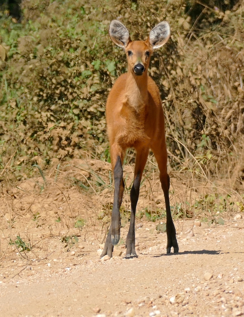 Marsh Deer (Blastocerus dichotomus) doe on the road . . . (30834724974).jpg