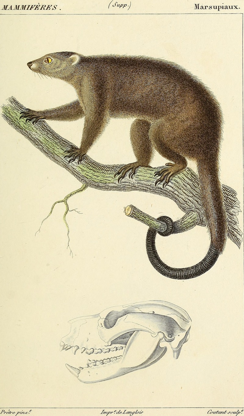 Atlas de Zoologie, ou collection de figures d'Animaux nouveaux, ou peu connus avec une explication (1844) (19721555774).jpg