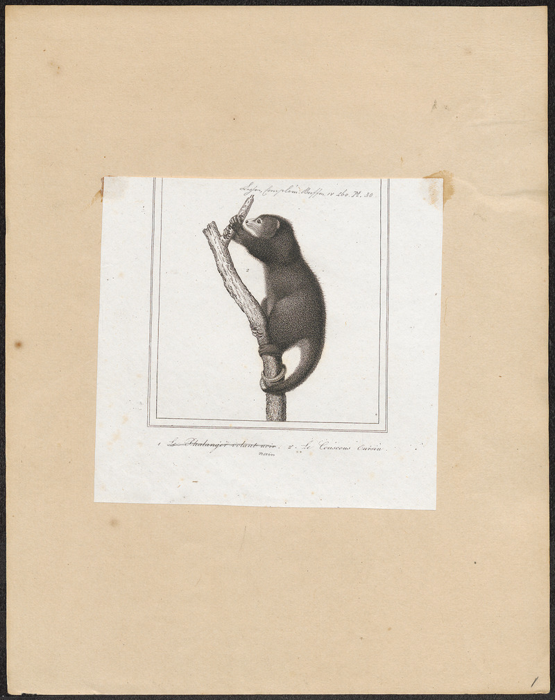 Phalangista ursina - 1838 - Print - Iconographia Zoologica - Special Collections University of Amsterdam - UBA01 IZ20300043.jpg