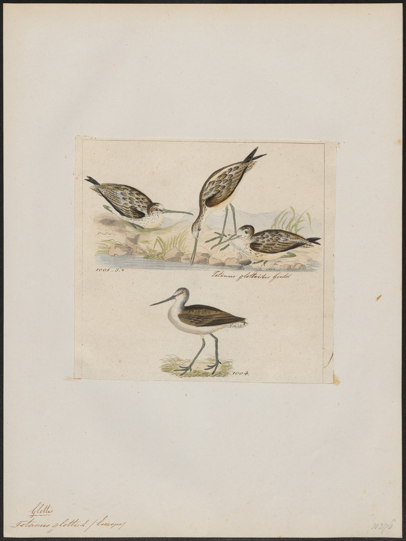 Totanus glottis - 1820-1860 - Print - Iconographia Zoologica - Special Collections University of Amsterdam - UBA01 IZ17400127.jpg