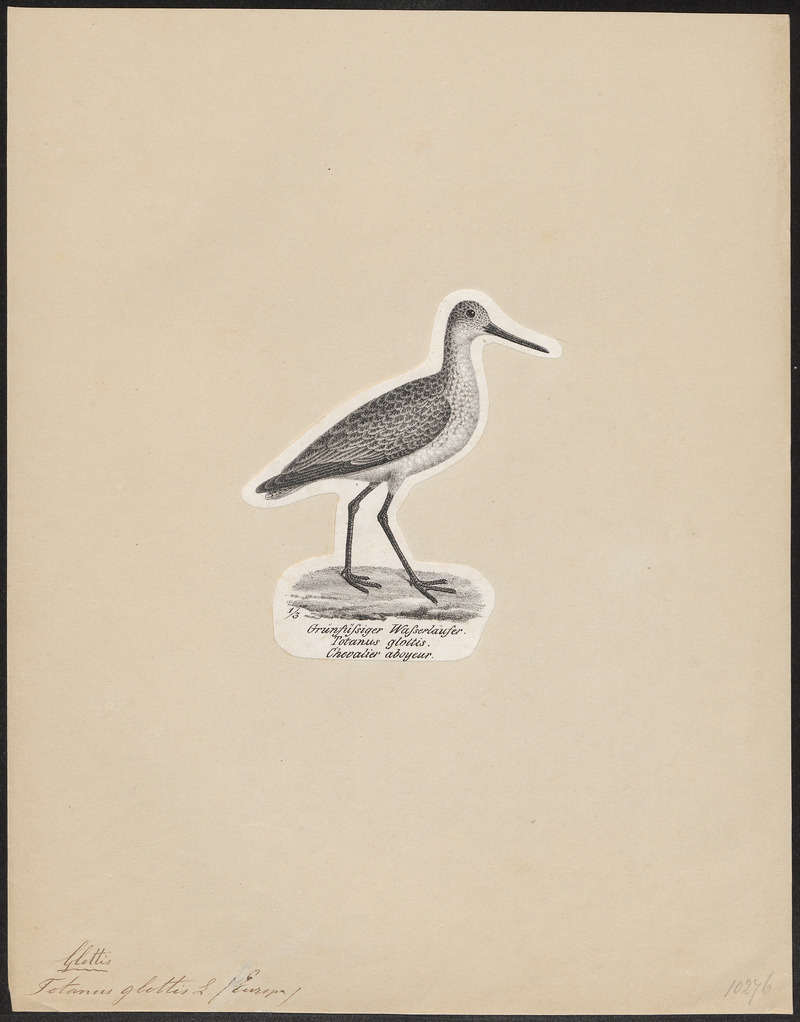 Totanus glottis - 1809-1845 - Print - Iconographia Zoologica - Special Collections University of Amsterdam - UBA01 IZ17400129.jpg