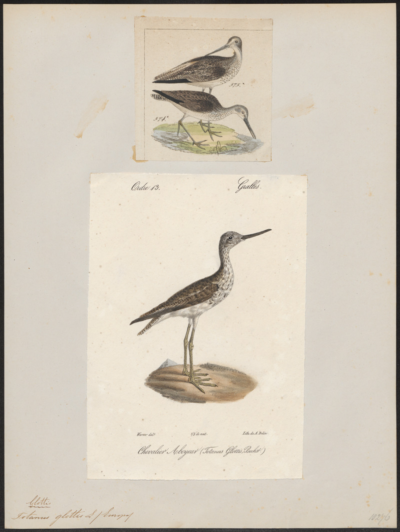 Totanus glottis - 1700-1880 - Print - Iconographia Zoologica - Special Collections University of Amsterdam - UBA01 IZ17400131.jpg