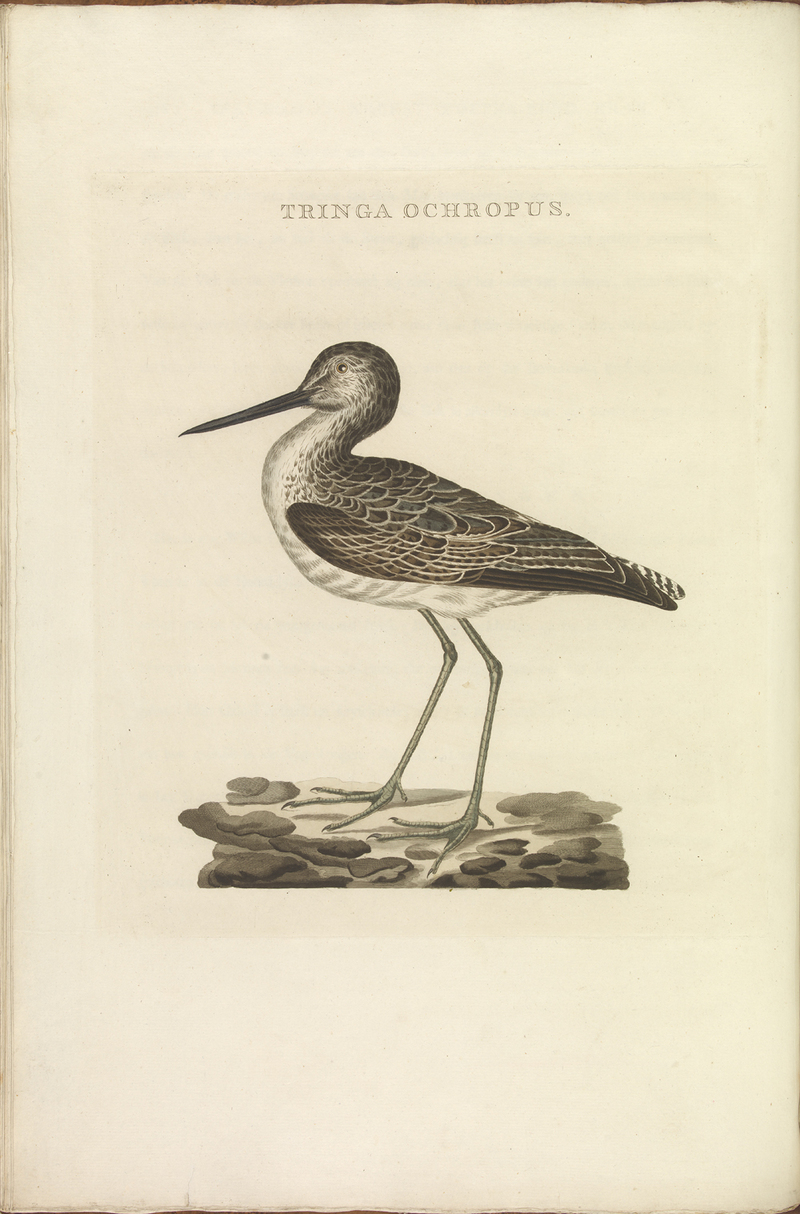 Nederlandsche vogelen (KB) - Tringa nebularia (318b).jpg