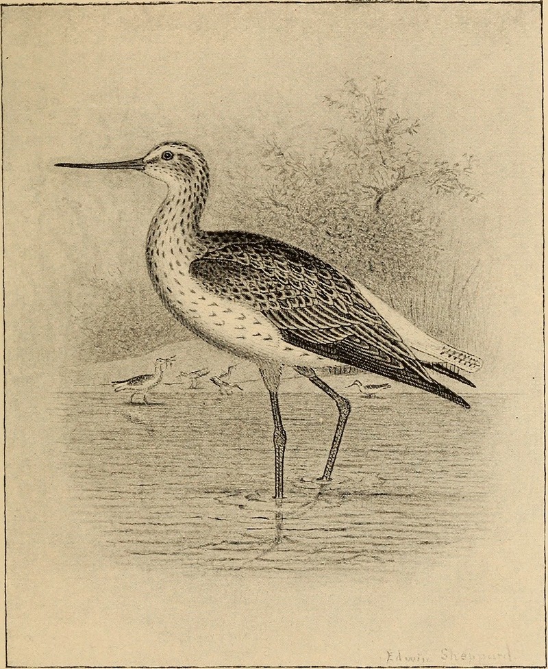 North American shore birds; a history of the snipes, sandpipers, plovers and their allies, inhabiting the beaches and marshes of the Atlantic and Pacific coasts, the prairies and the shores of the (14564580729).jpg