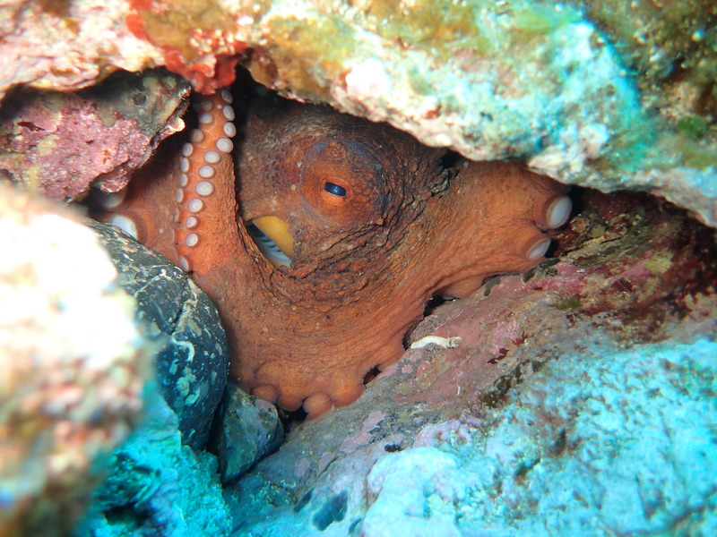 Common octopus - Octopus vulgaris.jpg