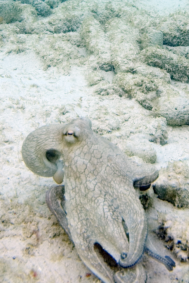 Common octopus Octopus vulgaris (4681009628).jpg