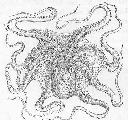FMIB 50387 Eledone, Octopus vulgaris (Lamarck).jpeg