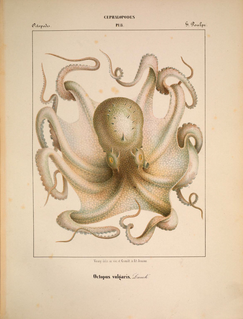 Mollusques méditeranéens (!) (6263518891).jpg