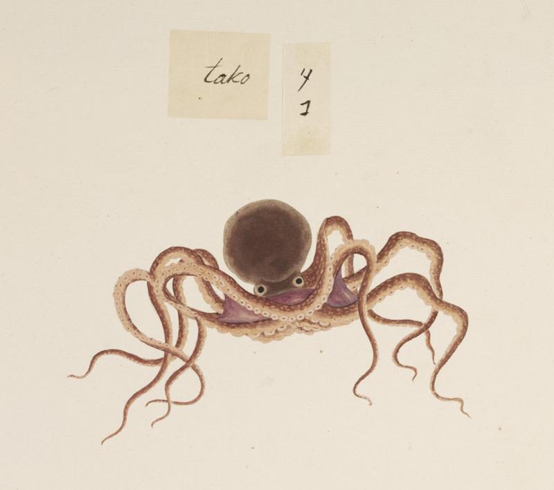 Naturalis Biodiversity Center - RMNH.ART.550 - Octopus vulgaris - Kawahara Keiga - 1823 - 1829 - Siebold Collection - pencil drawing - water colour.jpeg
