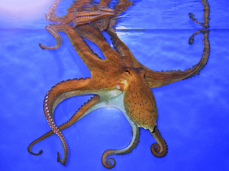 Octopus vulgaris 02.JPG