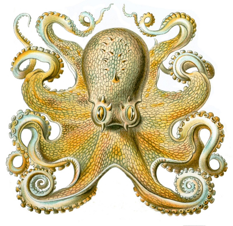 Octopus.vulgaris.jpg