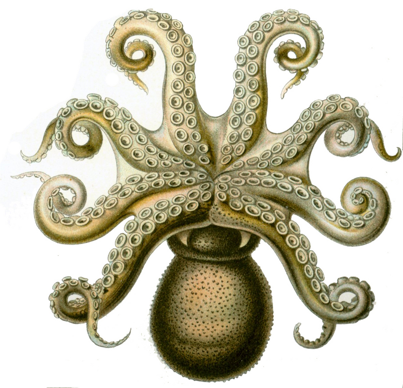 Octopus.vulgaris1.jpg