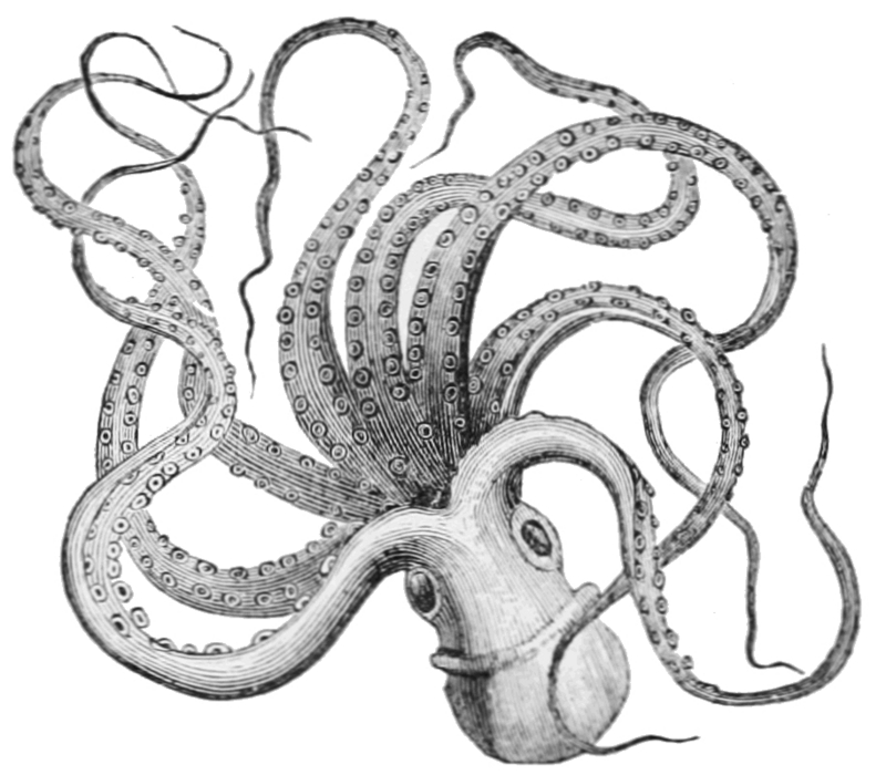PSM V14 D360 Octopus or devil fish octopus vulgaris.png