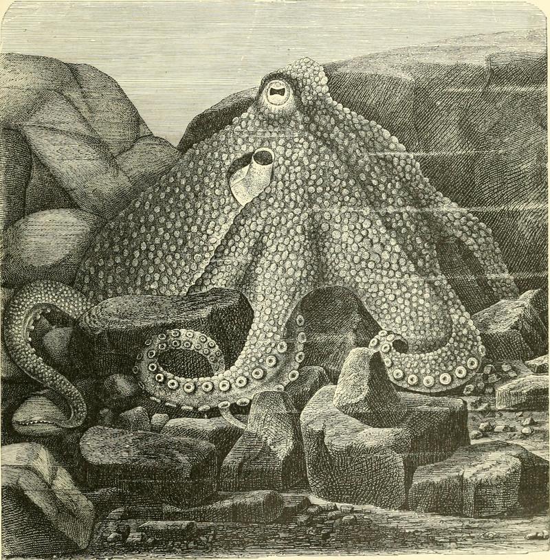 The royal natural history (1893) (14758439606).jpg