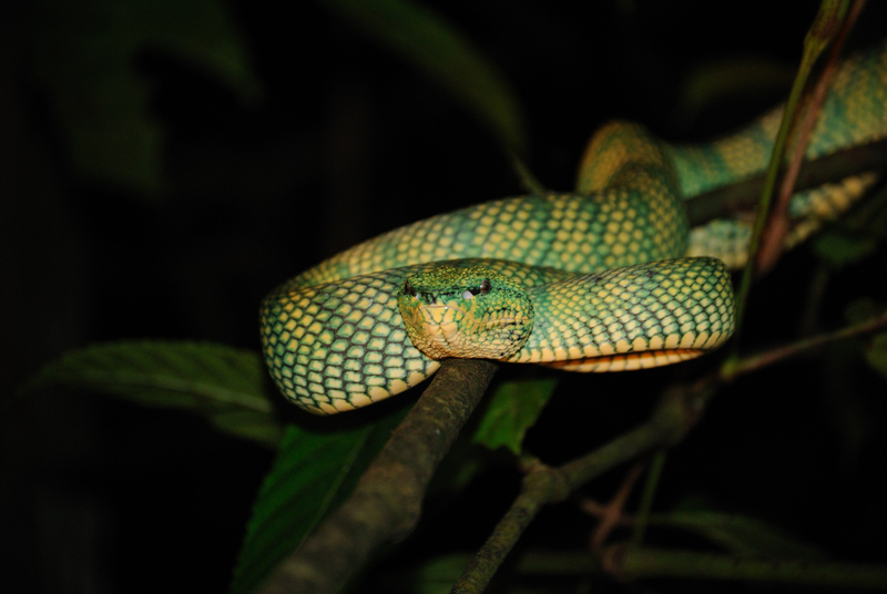 Wagler's Pit Viper - Night trekking - Bako National Park - Sarawak - Borneo - Malaysia - panoramio.jpg