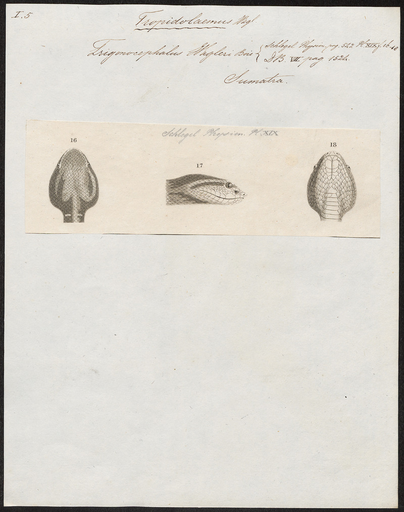 Trigonocephalus wagleri - kop - 1700-1880 - Print - Iconographia Zoologica - Special Collections University of Amsterdam - UBA01 IZ11700089.jpg