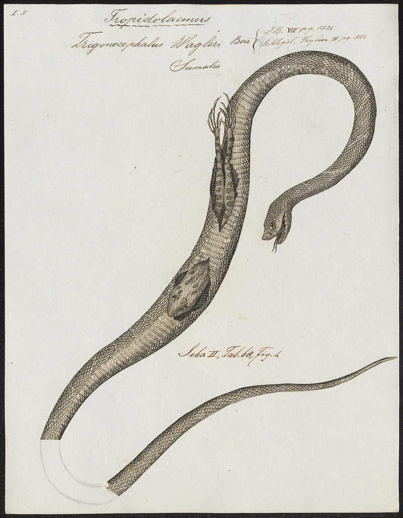 Trigonocephalus wagleri - 1700-1880 - Print - Iconographia Zoologica - Special Collections University of Amsterdam - UBA01 IZ11700091.jpg