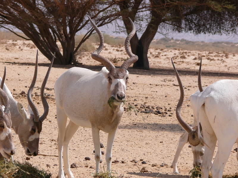Dishon003 - addax, white antelope (Addax nasomaculatus).jpg