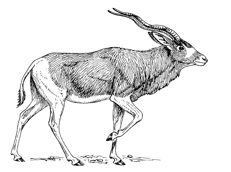 Addax (PSF)R.png