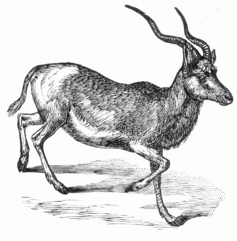 Addax.png