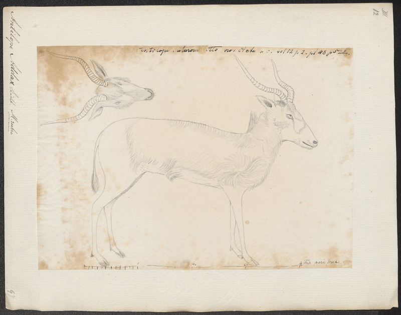 Antilope addax - 1700-1880 - Print - Iconographia Zoologica - Special Collections University of Amsterdam - UBA01 IZ21400253.jpg