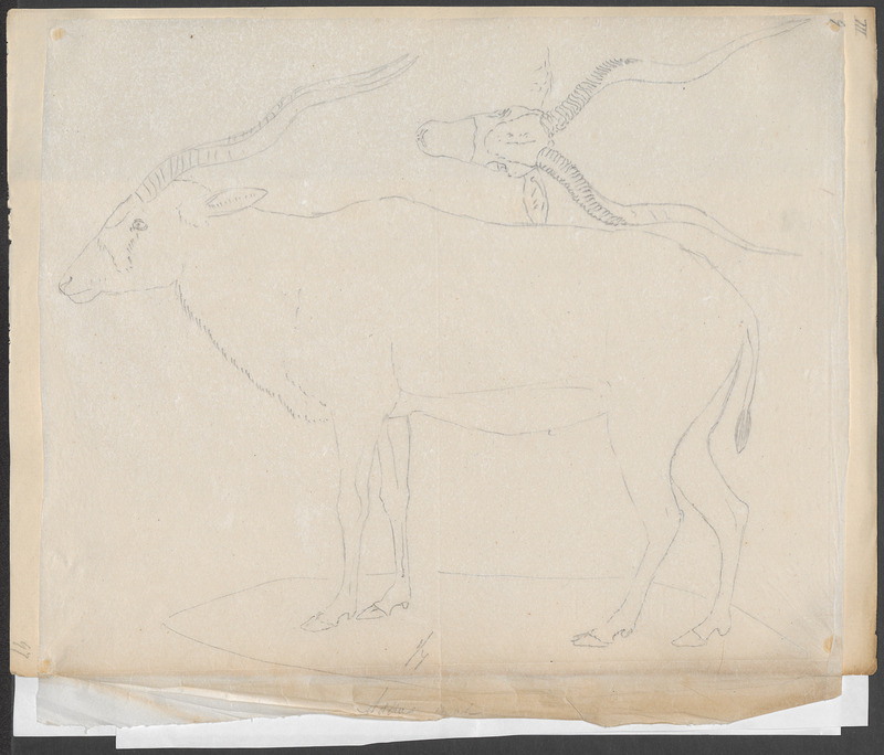 Antilope nasomaculata - 1700-1880 - Print - Iconographia Zoologica - Special Collections University of Amsterdam - UBA01 IZ21400249.jpg