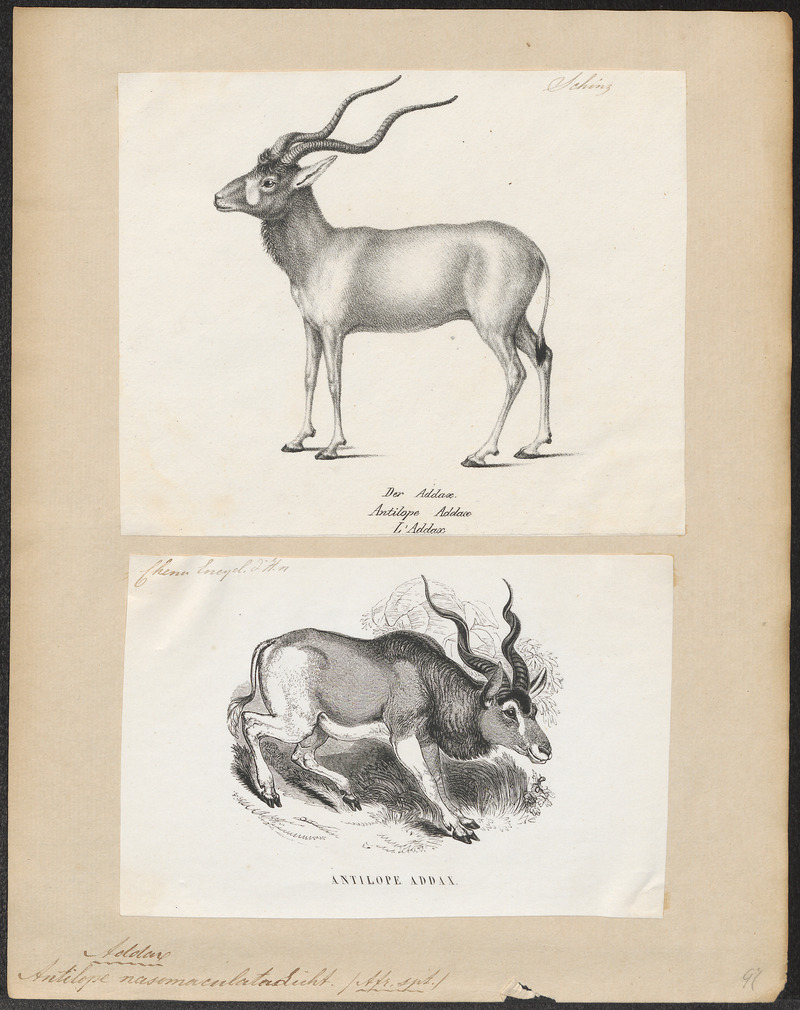 Antilope nasomaculata - 1700-1880 - Print - Iconographia Zoologica - Special Collections University of Amsterdam - UBA01 IZ21400255.jpg