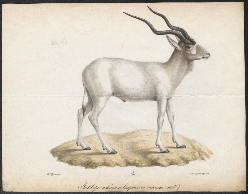 Antilope nasomaculata - 1835 - Print - Iconographia Zoologica - Special Collections University of Amsterdam - UBA01 IZ21400251.jpg