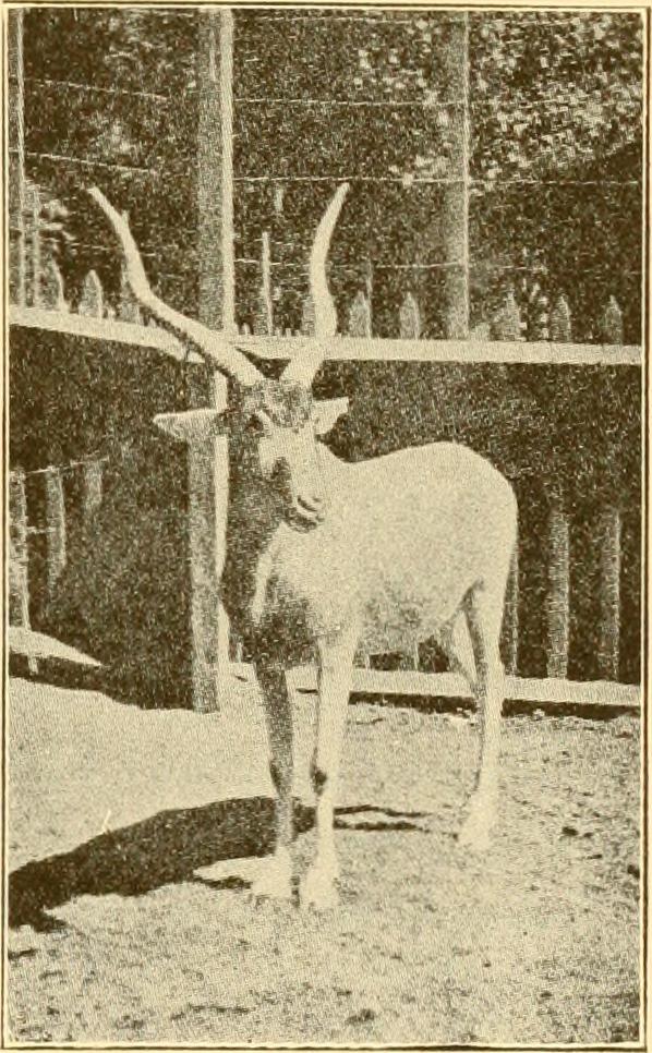 The game animals of Africa (1908) (14568726329).jpg