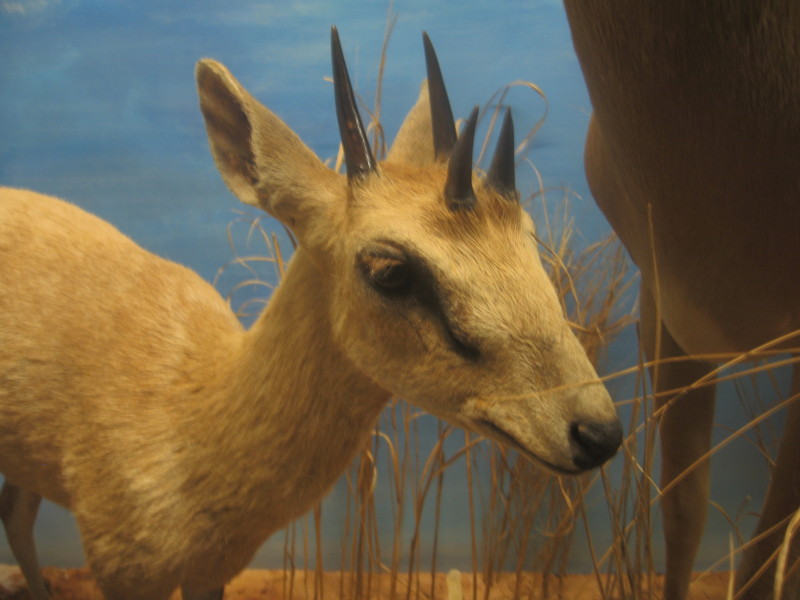 Fourhorned.antelope - four-horned antelope, chousingha (Tetracerus quadricornis).JPG