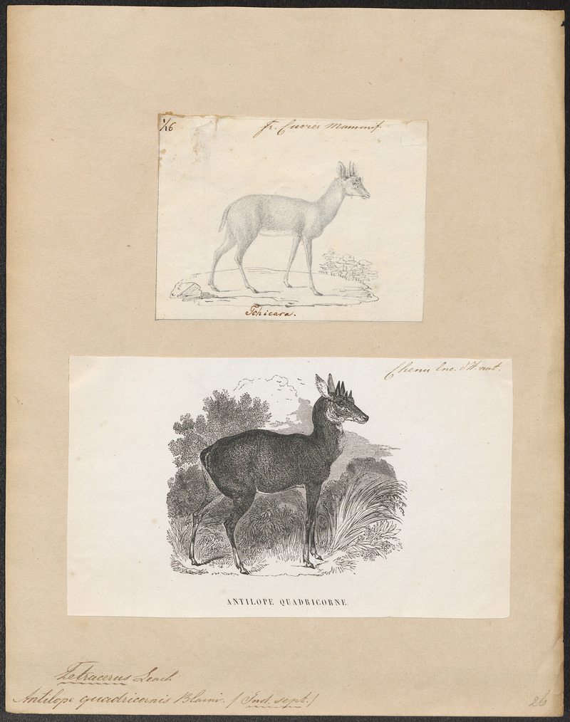 Antilope quadricornis - 1700-1880 - Print - Iconographia Zoologica - Special Collections University of Amsterdam - UBA01 IZ21400231.jpg