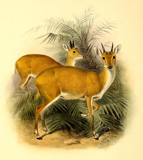 The book of antelopes (1894) Tetraceros quadricornis.png