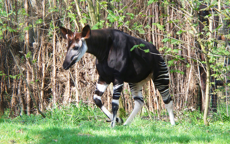Okapi-Wald1 - okapi (Okapia johnstoni).jpg