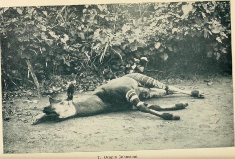From the Congo to the Niger and the Nile - an account of The German Central African expedition of 1910-1911 (1913) (14802856143).jpg