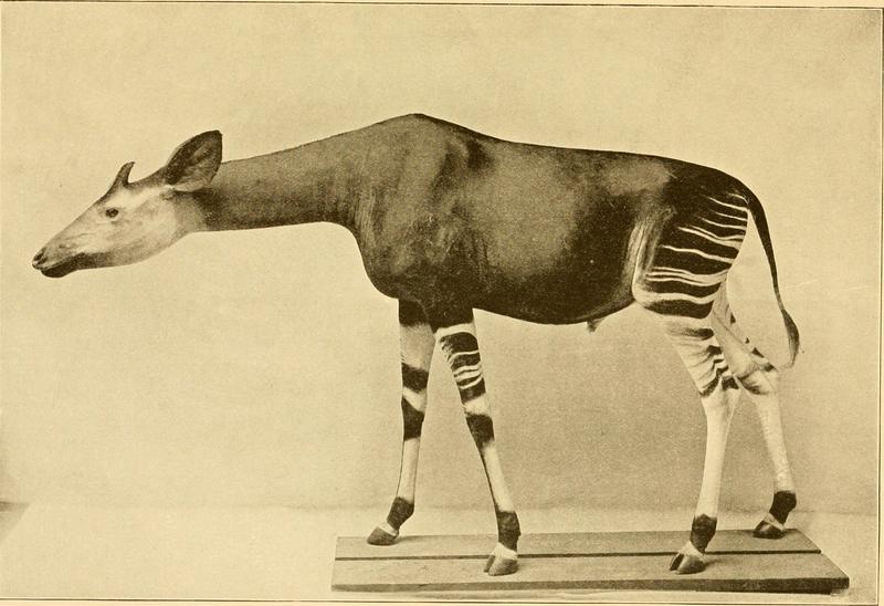 The game animals of Africa (1908) (14775264993).jpg